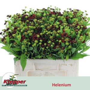 HELEN AUTUMN FIRE