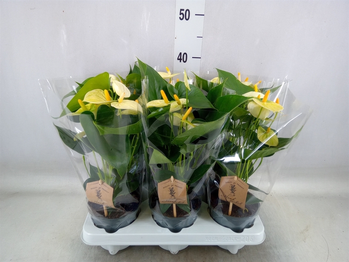 <h4>Anthurium andr. 'Vanilla'</h4>