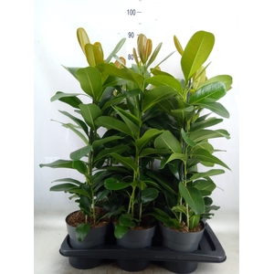 Ficus microcarpa 'Smile'