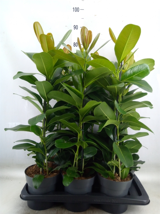 <h4>Ficus microcarpa 'Smile'</h4>