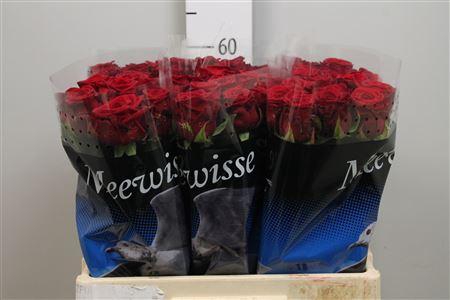 <h4>R Gr Red Naomi!</h4>