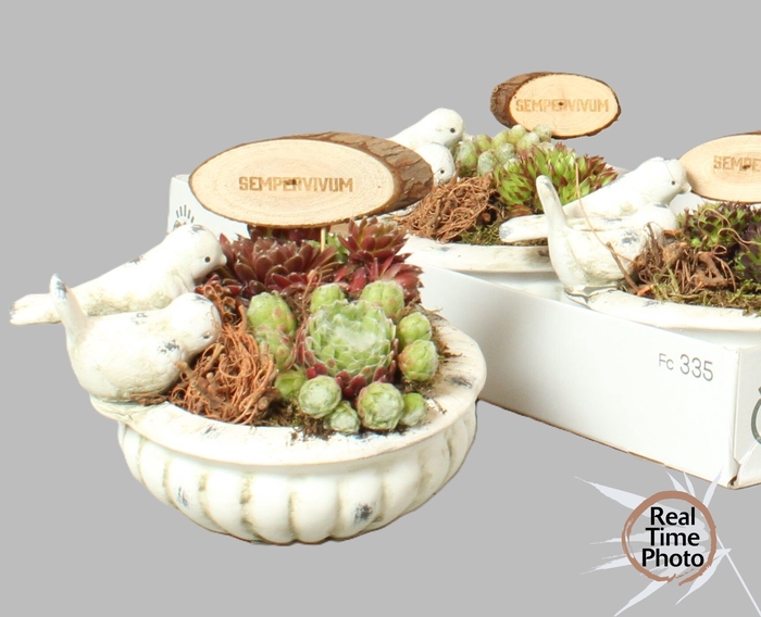 <h4>ARR SEMPERVIVUM</h4>