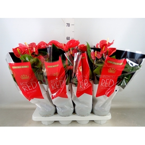 Anthurium andr. 'Madural'