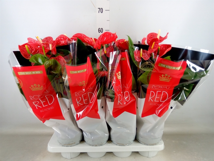 <h4>Anthurium andr. 'Madural'</h4>