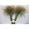 Stipa Gigantea