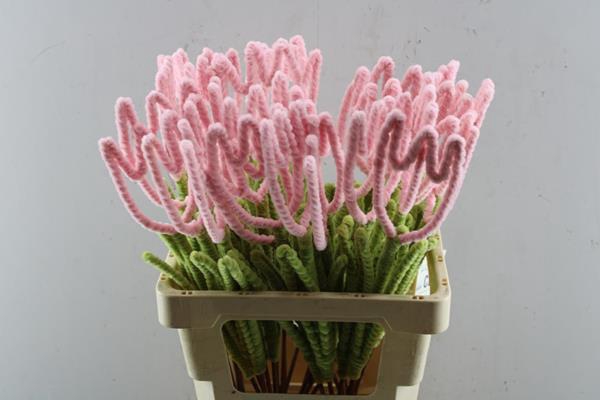 <h4>Droog Tulp Rose</h4>