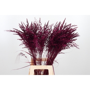 Calamagrostis Kl Bh Cerise