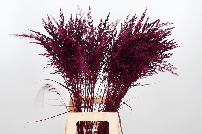 <h4>Calamagrostis Kl Bh Cerise</h4>