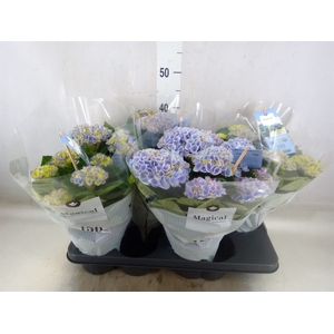 Hydrangea mac. 'Magical Revolution'