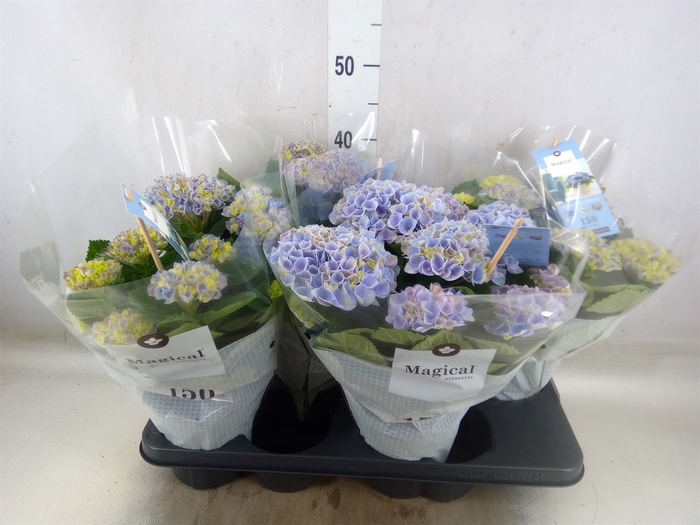 <h4>Hydrangea mac. 'Magical Revolution'</h4>