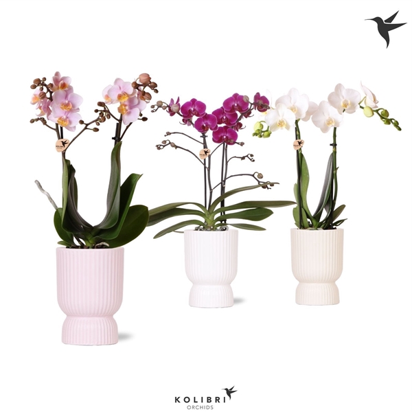 <h4>Phalaenopsis gemengd</h4>