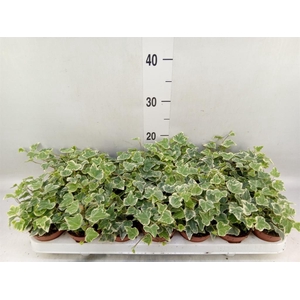 Hedera helix 'White Wonder'