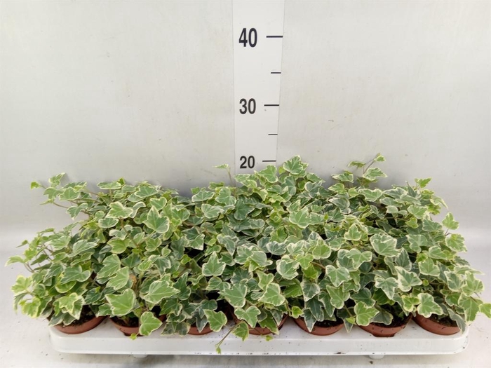<h4>Hedera helix 'White Wonder'</h4>