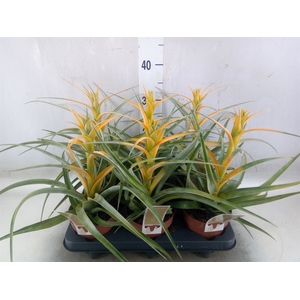 Tillandsia