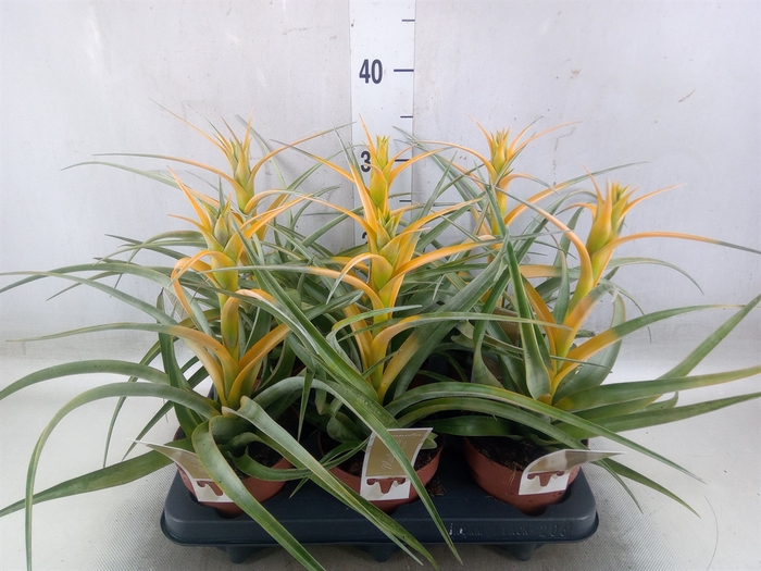 <h4>Tillandsia</h4>