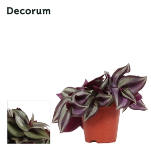 Tradescantia zebrina 'Violet Hill' 9 cm Decorum