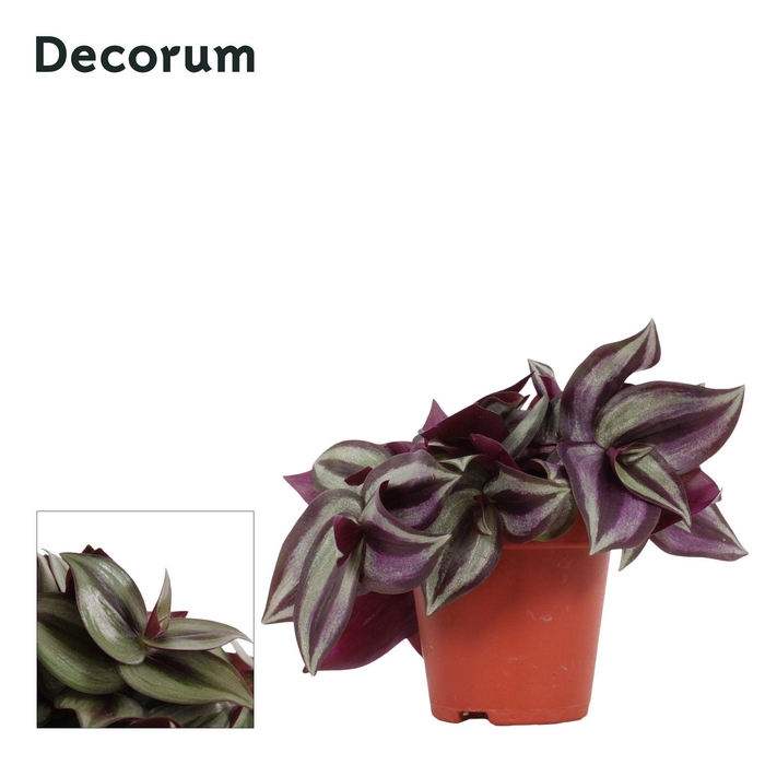 <h4>Tradescantia zebrina 'Violet Hill' 9 cm Decorum</h4>