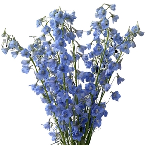 DELPHINIUM SKY WALTZ