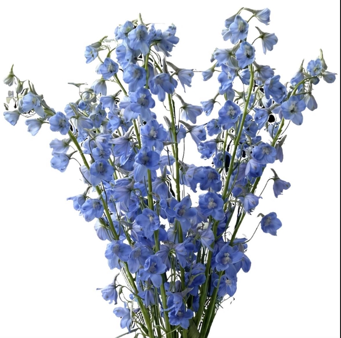 <h4>DELPHINIUM SKY WALTZ</h4>