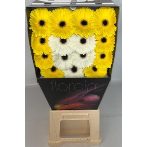 Gerbera Mix op Rij Diamond