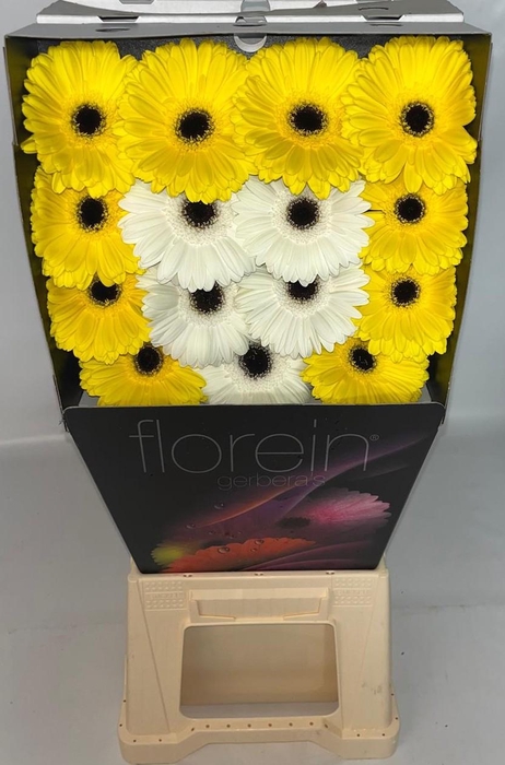 <h4>Gerbera Mix op Rij Diamond</h4>