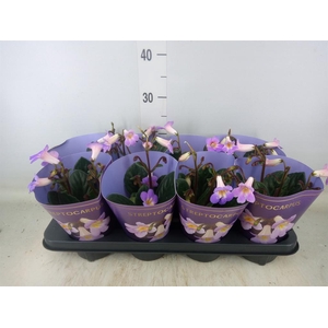 Primulina dryas 'Purpelina'