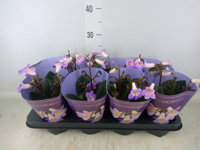 <h4>Primulina dryas 'Purpelina'</h4>