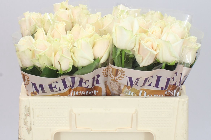 <h4>Rosa Gr Dorchester</h4>