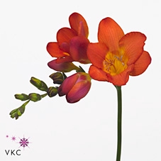 Freesia enk Rubina River