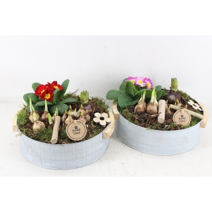 arr4 Primula PL - Zink modern XL