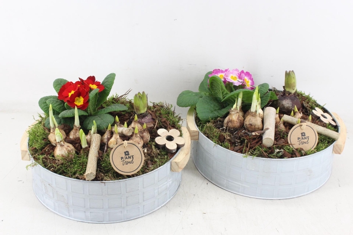 <h4>arr4 Primula PL - Zink modern XL</h4>