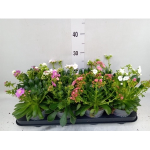 Lewisia cot. 'Rocky Colors'   ..mix