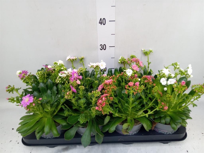 <h4>Lewisia cot. 'Rocky Colors'   ..mix</h4>