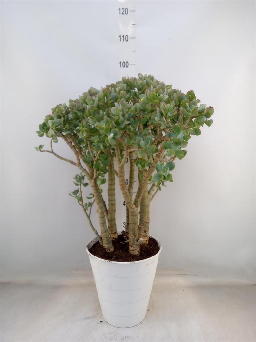 <h4>Crassula arborescens</h4>