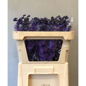 Delphinium Christel