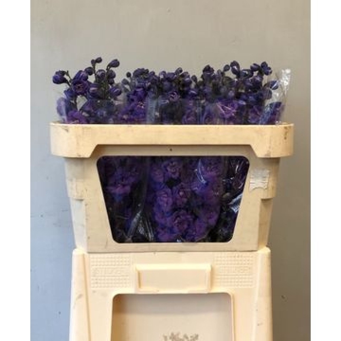 <h4>Delphinium Christel</h4>