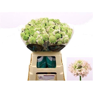 Scabiosa Focal Scoop Vanilla