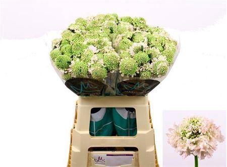 <h4>Scabiosa Focal Scoop Vanilla</h4>