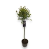 Salix integra Hakuro Nishiki