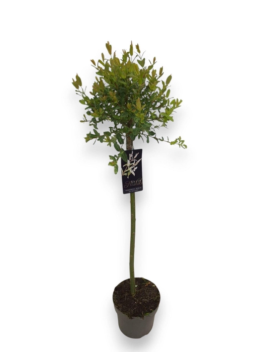 Salix integra Hakuro Nishiki