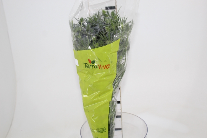 <h4>ERYNGIUM 050 CM</h4>