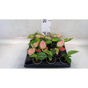 Aglaonema   ...