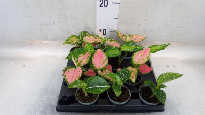 <h4>Aglaonema   ...</h4>