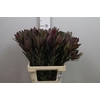 Leucadendron Saf Sunset Dark R.