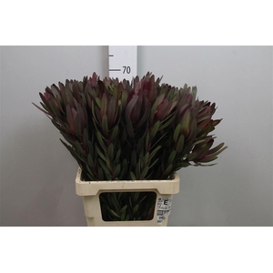 Leucadendron Saf Sunset Dark R.