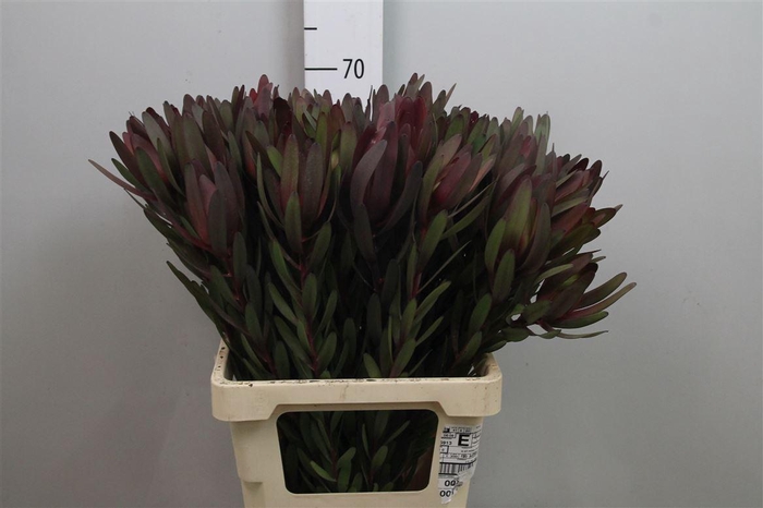 <h4>Leucadendron Saf Sunset Dark R.</h4>