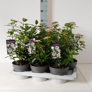 VIBU TINUS EVE PRICE