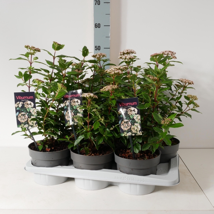 <h4>VIBU TINUS EVE PRICE</h4>