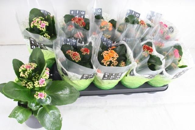 <h4>KAL GE GEM 4 KL</h4>