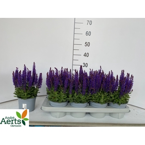 SALVIA NEMOROSA
